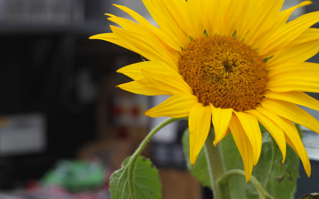 Après de longues « vacances » forcées, Le Slow Food Café fait sa rentrée le 02 juin…